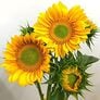 ProCut Gold Lite DMR, (F1) Sunflower Seeds - Packet thumbnail number null